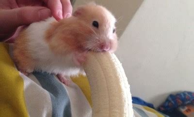 hamster eating banana|hamster banana milk house.